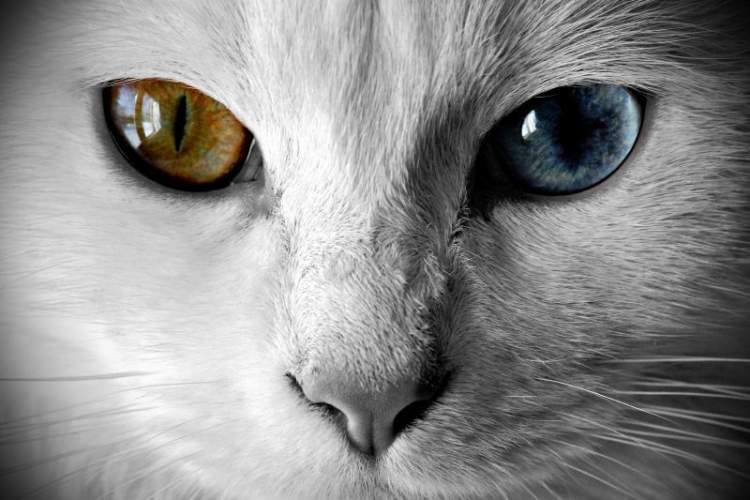 Rüyada Renkli Gözlü Kedi Görmek