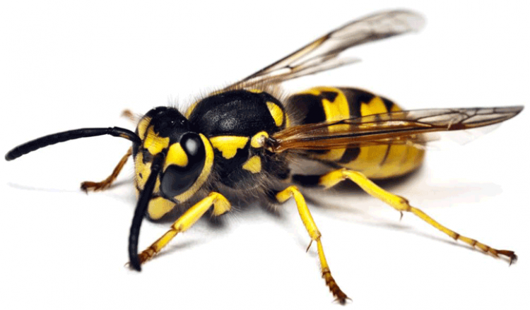 sarı arı yuvası görmek