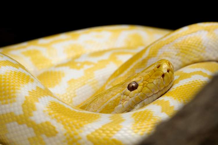 sarı büyük bir yılan görmek