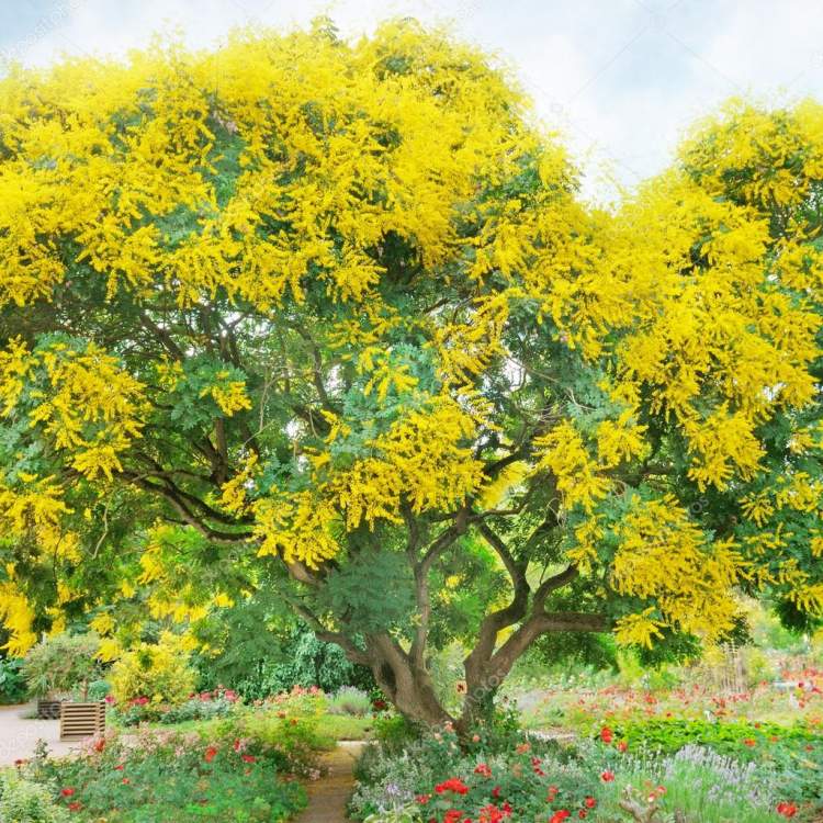 sarı çiçekli ağaç görmek