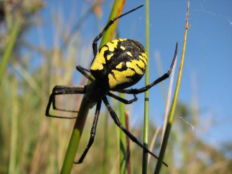 Rüyada Sarı Siyah Örümcek Görmek - ruyandagor.com