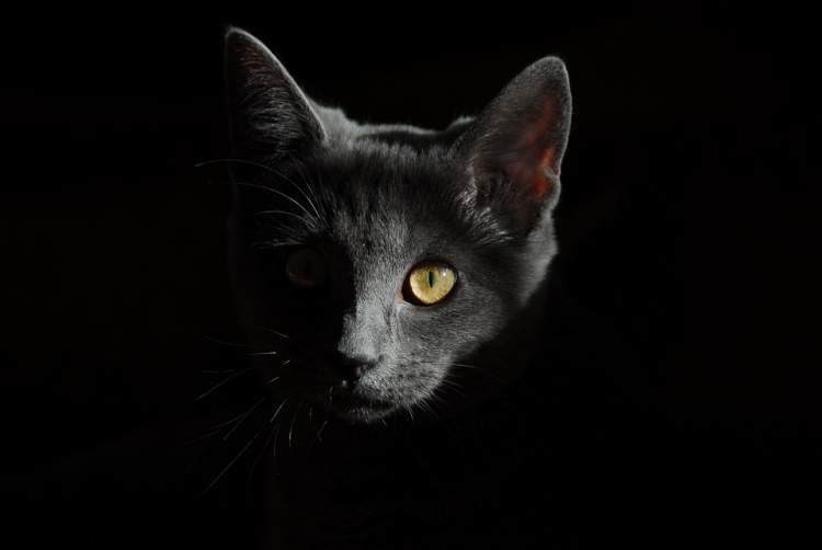 siyah benekli kedi görmek