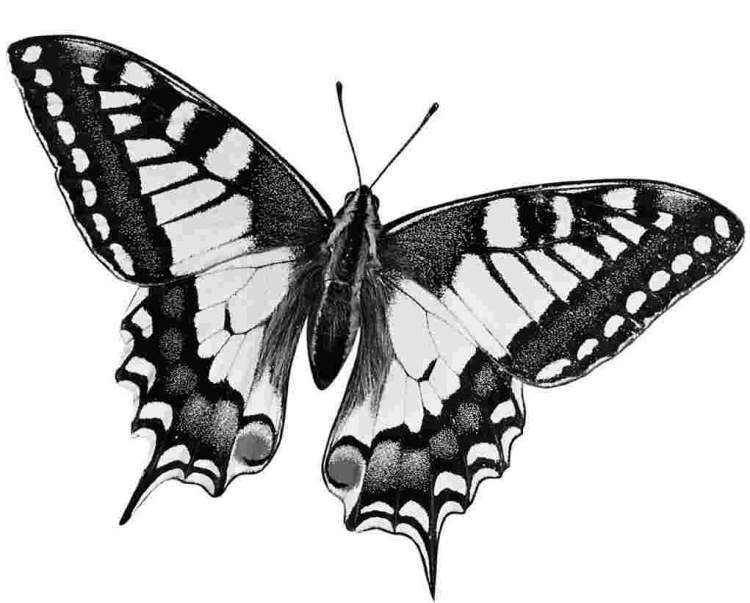 siyah beyaz kelebek görmek