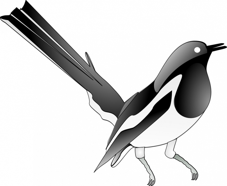 siyah beyaz muhabbet kuşu görmek