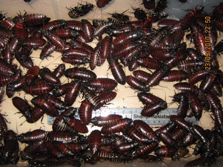 Rüyada Siyah Böcek Sürüsü Görmek - ruyandagor.com