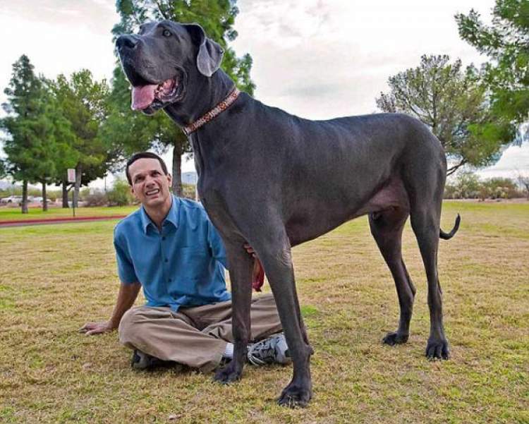 siyah büyük bir köpek görmek
