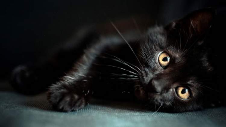 siyah kedi beslediğini görmek