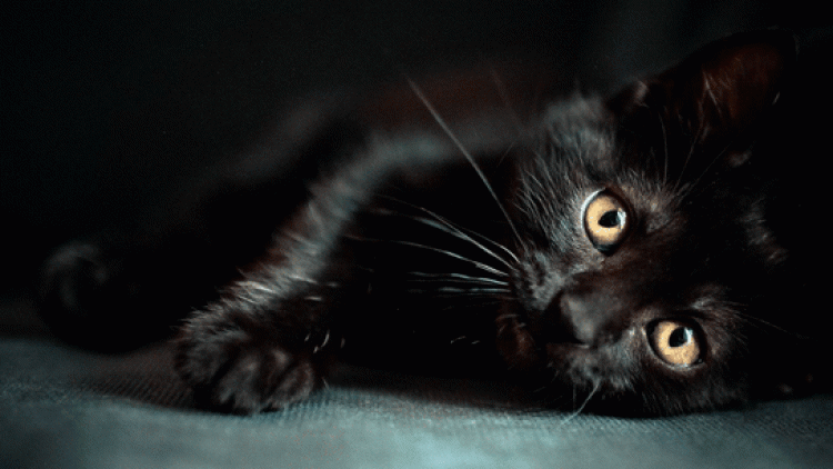 siyah kedinin eve girmesi