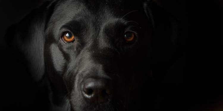 siyah köpek kafası görmek