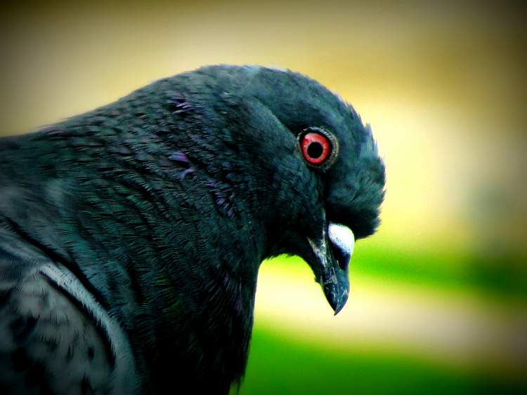 siyah renkli güvercin görmek