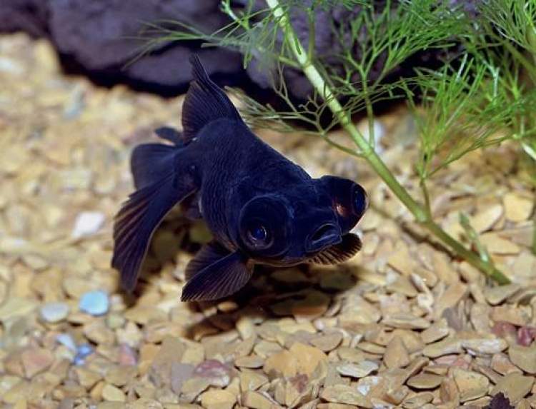 siyah renkte balık görmek