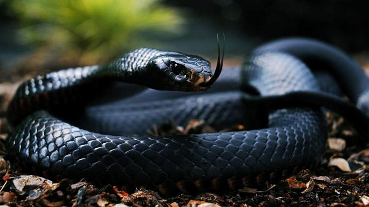 siyah tüylü yılan görmek