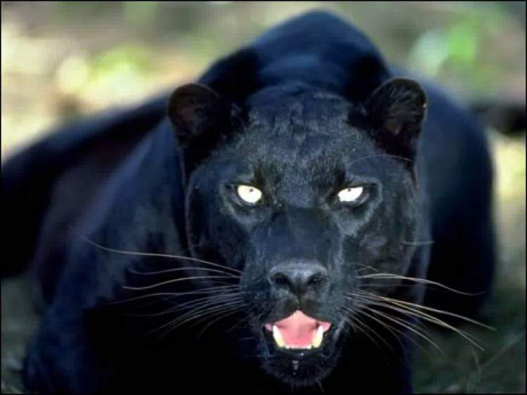 siyah vahşi hayvan görmek