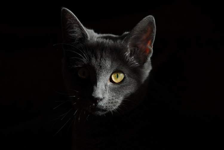 siyah ve gri kedi görmek