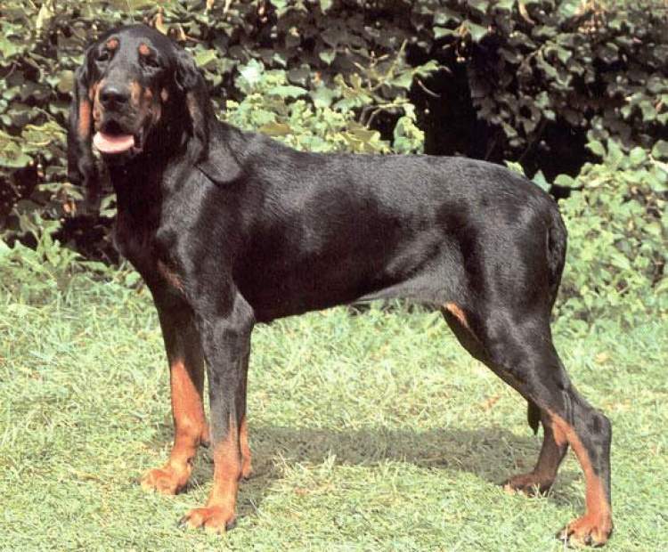 siyah ve kahverengi köpek görmek