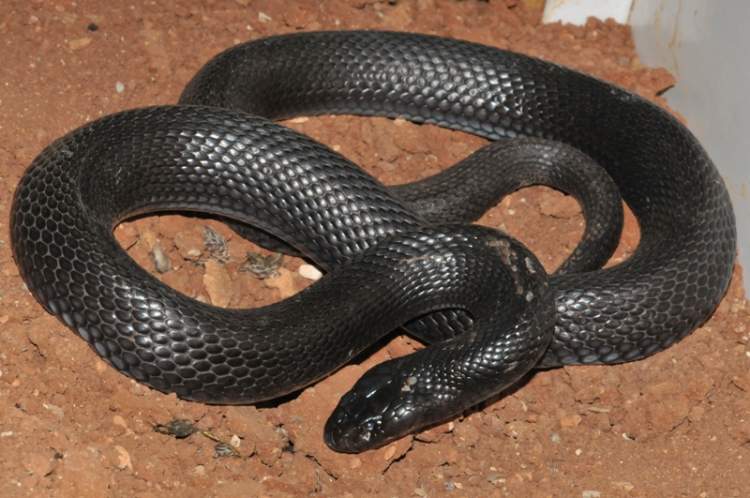 siyah yılana taş atmak
