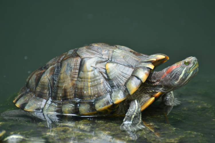 Rüyada Su Kaplumbağası Beslemek - ruyandagor.com