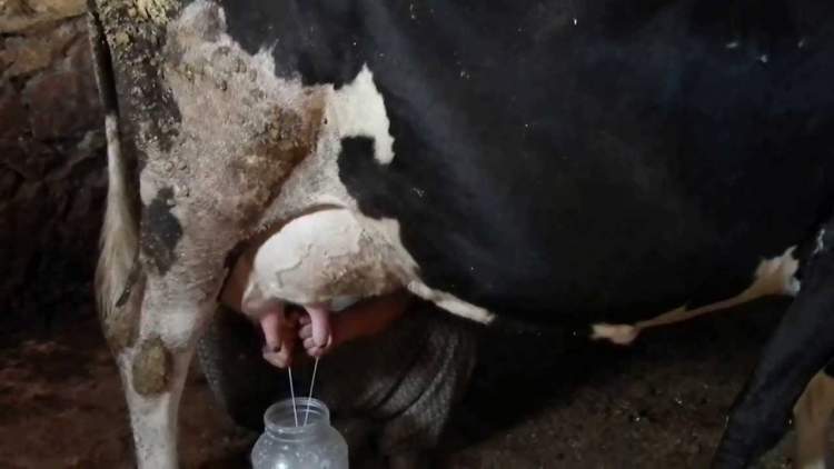 süt görmek süt sağmak