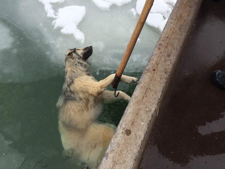 suya düşen köpeği kurtarmak