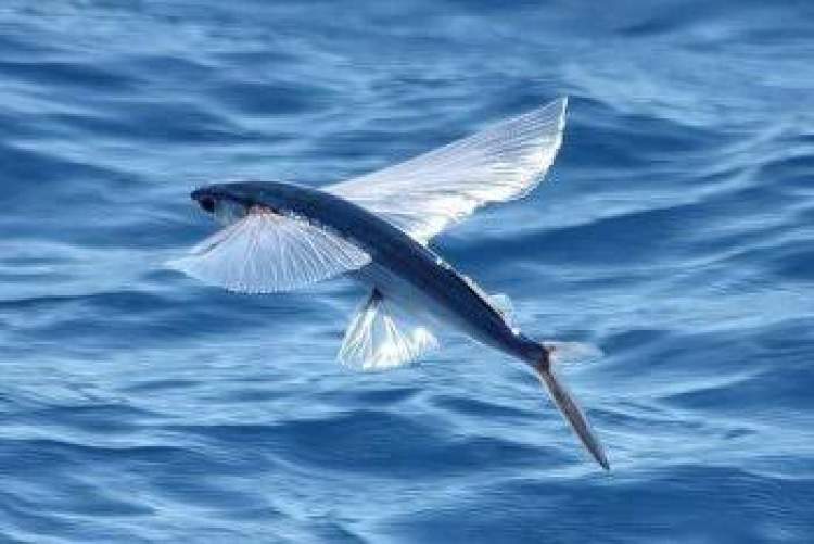 uçan beyaz balık görmek