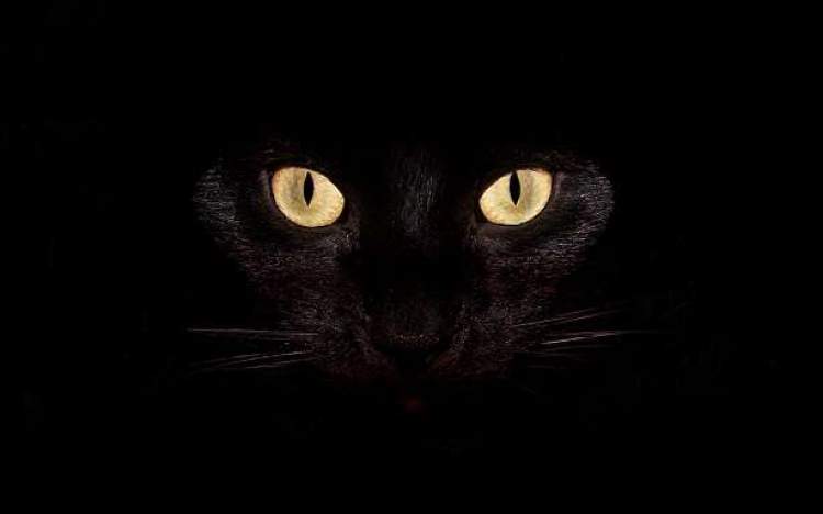uçan kara kedi görmek