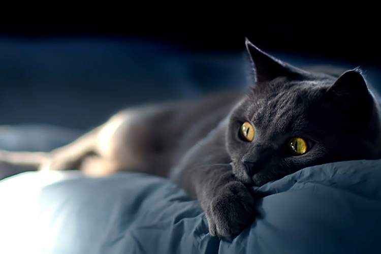 uyuyan siyah kedi görmek