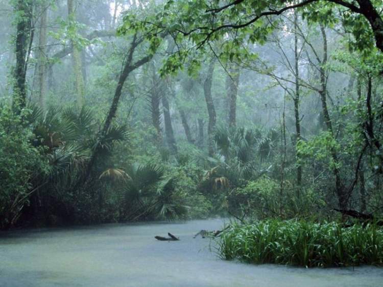 Rüyada Yağmur Ormanı Görmek - ruyandagor.com