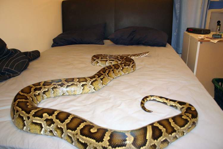 yataktan yılan atmak