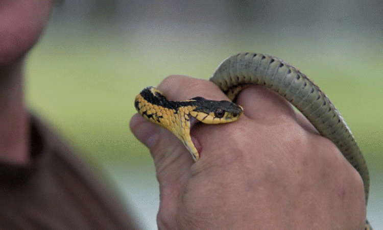 yavru yılan ısırması