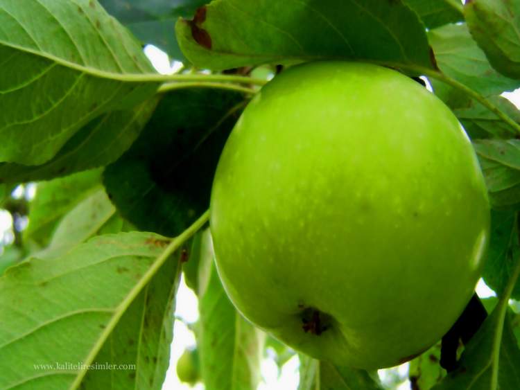 yeşil elma ağacı görmek ve yemek