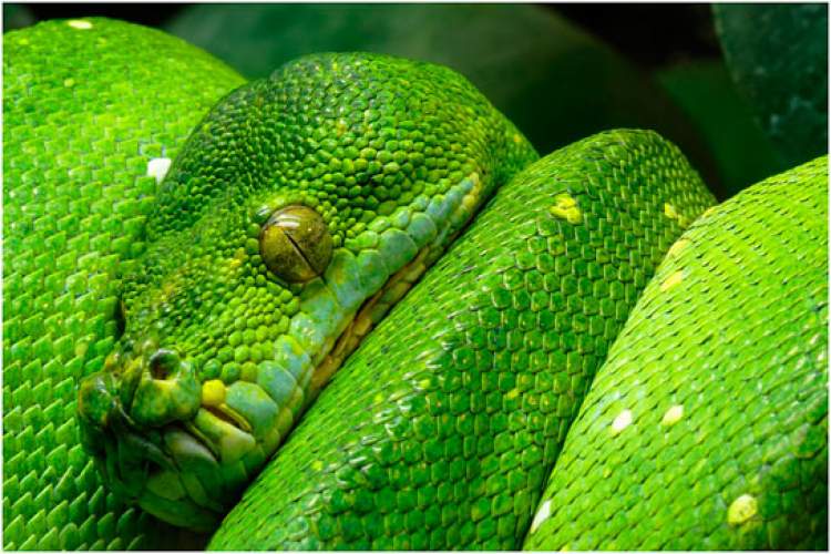 yeşil yılan boğmak