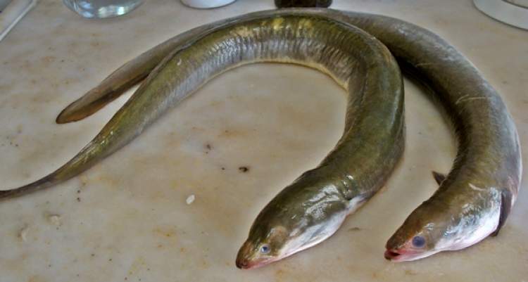 yılan balığı pişirmek