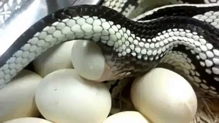 yılan yumurtası kırmak