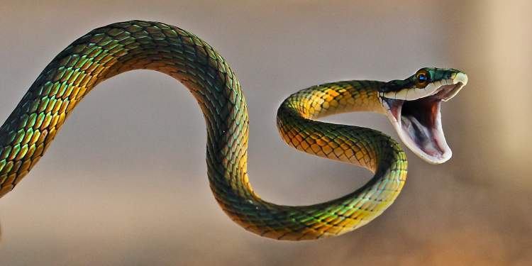 yılan zehri akıtmak