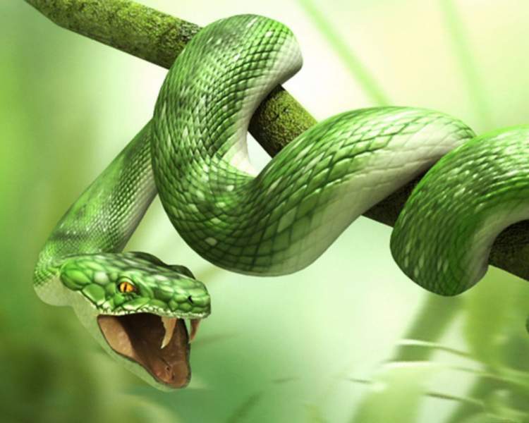 yılanı ezerek öldürmek