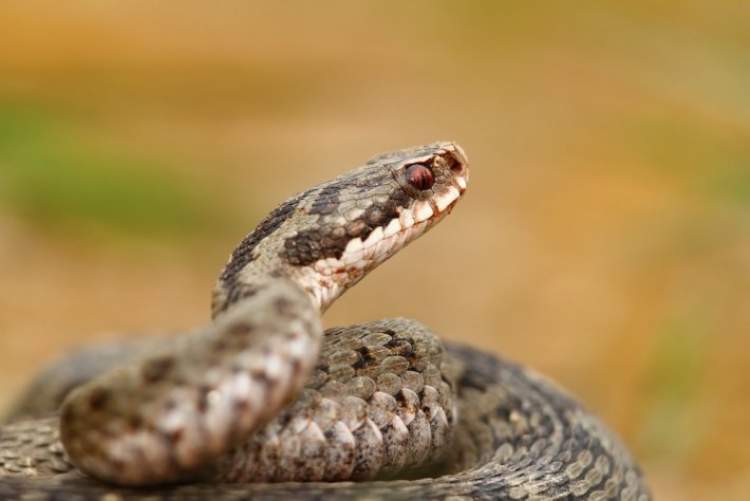yılanın göz sokması