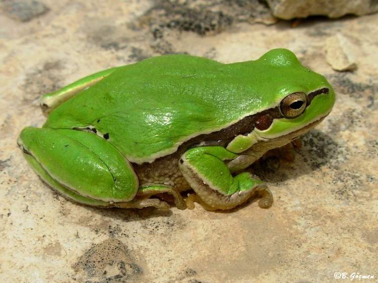 zıplayan yeşil kurbağa görmek