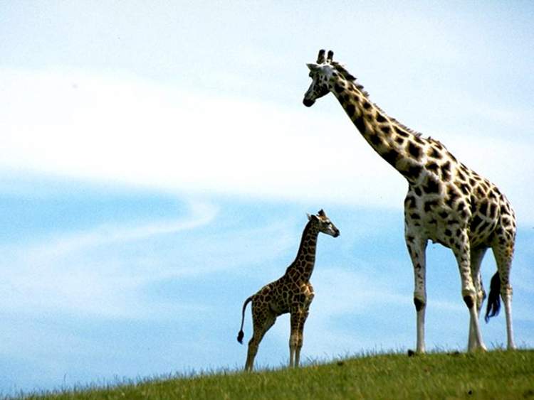 zürafa ve yavrusu görmek