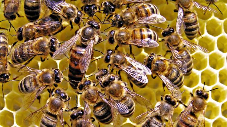 arı sürüsü sokması