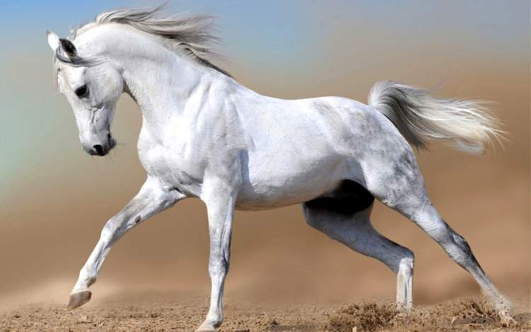 beyaz atın kaçtığını görmek