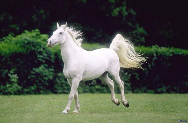 beyaz koşan at görmek