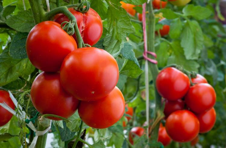 domates tarlasında domates toplamak