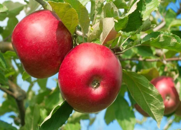 elma ağacından elma çalmak