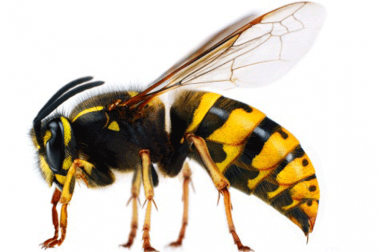eşek arısının saldırdığını görmek