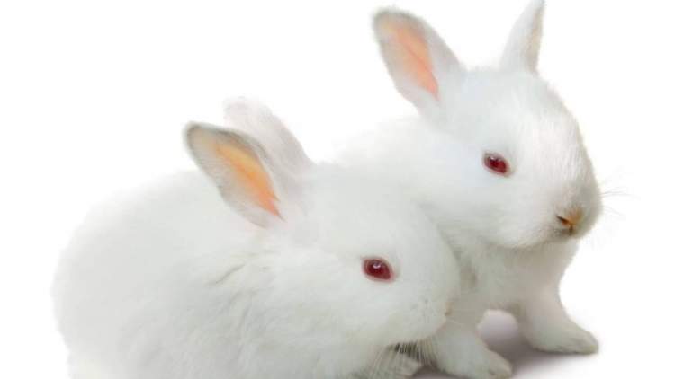 evde beyaz tavşan görmek