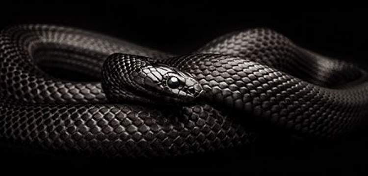 evde siyah yılan öldürmek