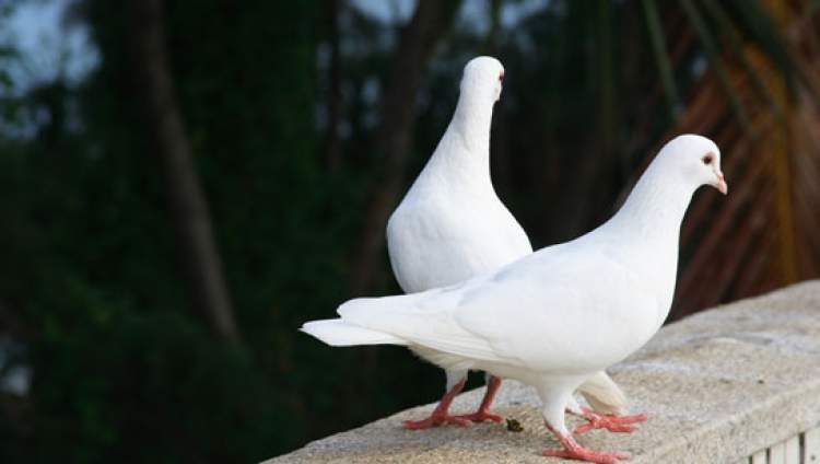 iki beyaz güvercin yakalamak