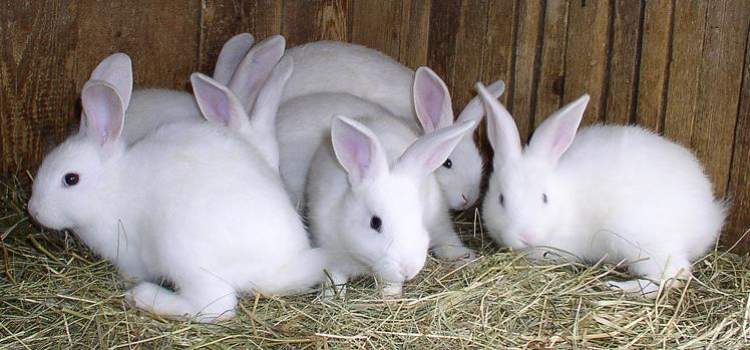 kahverengi beyaz tavşan görmek
