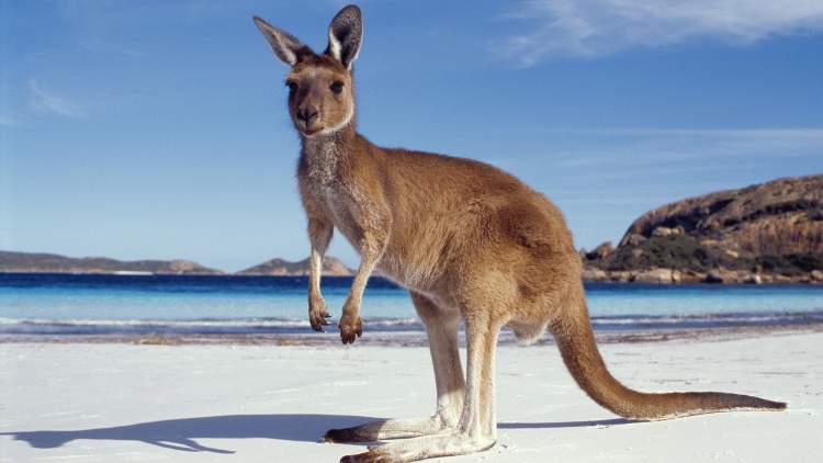 kanguru beslemek