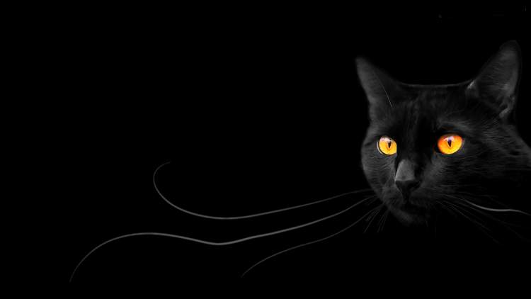 kara kedi saldırısına uğramak